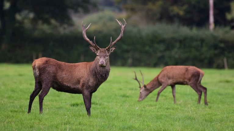 Two deer standing in a field, one with antlers and the other grazing